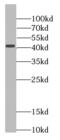 Progastricsin antibody, FNab06309, FineTest, Western Blot image 