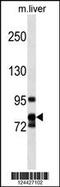 Cyclin F antibody, 59-800, ProSci, Western Blot image 