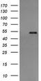 Protein Disulfide Isomerase Family A Member 3 antibody, TA505010BM, Origene, Western Blot image 