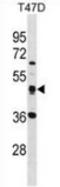 Sulfide Quinone Oxidoreductase antibody, AP54037PU-N, Origene, Western Blot image 