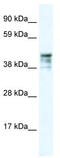 CK-15 antibody, TA330309, Origene, Western Blot image 