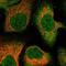 Chromosome 12 Open Reading Frame 60 antibody, HPA043911, Atlas Antibodies, Immunofluorescence image 