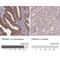 LRRN4 C-Terminal Like antibody, NBP2-30871, Novus Biologicals, Immunohistochemistry paraffin image 