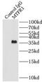 Mitochondrial Fission Regulator 1 antibody, FNab05398, FineTest, Immunoprecipitation image 