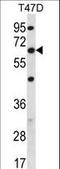 Family With Sequence Similarity 83 Member D antibody, LS-C167904, Lifespan Biosciences, Western Blot image 