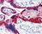 Keratin 19 antibody, 49-168, ProSci, Immunohistochemistry frozen image 