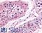 Prostaglandin E Synthase antibody, LS-A8896, Lifespan Biosciences, Immunohistochemistry frozen image 
