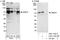 Growth factor receptor-bound protein 10 antibody, A301-734A, Bethyl Labs, Western Blot image 