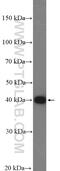 DnaJ Heat Shock Protein Family (Hsp40) Member B11 antibody, 15484-1-AP, Proteintech Group, Western Blot image 