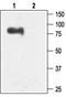 Potassium Calcium-Activated Channel Subfamily N Member 3 antibody, TA328622, Origene, Western Blot image 