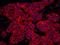 SEPT9 antibody, A302-354A, Bethyl Labs, Immunohistochemistry paraffin image 