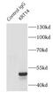 Keratin 14 antibody, FNab02195, FineTest, Immunoprecipitation image 