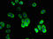 Solute Carrier Family 10 Member 2 antibody, LS-C395090, Lifespan Biosciences, Immunofluorescence image 