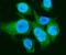 Carbonic Anhydrase 1 antibody, PB9529, Boster Biological Technology, Immunofluorescence image 