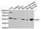 Aminomethyltransferase antibody, A03217, Boster Biological Technology, Western Blot image 