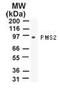 PMS1 Homolog 2, Mismatch Repair System Component antibody, TA336401, Origene, Western Blot image 