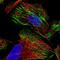 Zinc Finger Protein 846 antibody, PA5-56993, Invitrogen Antibodies, Immunofluorescence image 