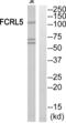 FCRH5 antibody, abx015192, Abbexa, Western Blot image 