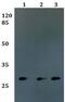 Folate Receptor Gamma antibody, PA5-37164, Invitrogen Antibodies, Western Blot image 