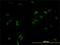 Cyclin-L1 antibody, H00057018-M01, Novus Biologicals, Immunocytochemistry image 