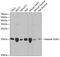 H2A Histone Family Member X antibody, 14-029, ProSci, Western Blot image 