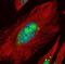 U3 small nucleolar RNA-associated protein 6 homolog antibody, orb73640, Biorbyt, Immunofluorescence image 