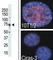 Ribosomal Protein S6 Kinase A4 antibody, abx025113, Abbexa, Western Blot image 