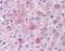 Glucagon receptor antibody, NLS4263, Novus Biologicals, Immunohistochemistry paraffin image 