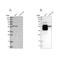 BAI1 Associated Protein 2 Like 1 antibody, NBP1-85940, Novus Biologicals, Western Blot image 