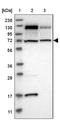 Protein CASC3 antibody, NBP1-88515, Novus Biologicals, Western Blot image 