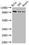 DNA replication licensing factor MCM4 antibody, CSB-PA013594LA01HU, Cusabio, Western Blot image 