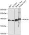 Phospholipase A2 Receptor 1 antibody, 13-408, ProSci, Western Blot image 