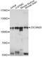 Zinc Finger And SCAN Domain Containing 20 antibody, LS-C749389, Lifespan Biosciences, Western Blot image 