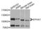 EPH Receptor A7 antibody, LS-C411434, Lifespan Biosciences, Western Blot image 