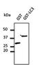 GST antibody, orb11612, Biorbyt, Western Blot image 