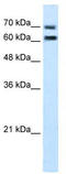 Neurexophilin And PC-Esterase Domain Family Member 4 antibody, TA335937, Origene, Western Blot image 