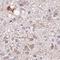 Leucine Rich Repeat Containing 24 antibody, HPA052250, Atlas Antibodies, Immunohistochemistry frozen image 