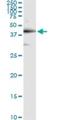 TAR DNA Binding Protein antibody, H00023435-M01, Novus Biologicals, Immunoprecipitation image 