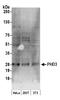 Egl-9 Family Hypoxia Inducible Factor 3 antibody, A300-327A, Bethyl Labs, Western Blot image 