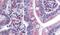 Surfeit 4 antibody, PA5-33063, Invitrogen Antibodies, Immunohistochemistry frozen image 