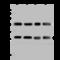 Protein FADD antibody, 204014-T36, Sino Biological, Western Blot image 