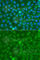 Prg antibody, A6951, ABclonal Technology, Immunofluorescence image 