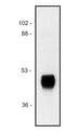 HRP antibody, NB500-420, Novus Biologicals, Western Blot image 