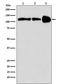 PPARG Coactivator 1 Beta antibody, M02933, Boster Biological Technology, Western Blot image 