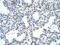 Ras Association Domain Family Member 7 antibody, ARP34390_T100, Aviva Systems Biology, Immunohistochemistry frozen image 