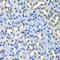 H2A Histone Family Member Z antibody, LS-C334830, Lifespan Biosciences, Immunohistochemistry frozen image 