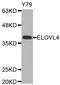 ELOVL Fatty Acid Elongase 4 antibody, LS-C332691, Lifespan Biosciences, Western Blot image 