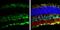 Spectrin Repeat Containing Nuclear Envelope Protein 2 antibody, PA5-78438, Invitrogen Antibodies, Immunohistochemistry frozen image 