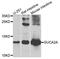 Guanylate Cyclase Activator 2A antibody, A9820, ABclonal Technology, Western Blot image 