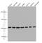 Exportin 1 antibody, 66763-1-Ig, Proteintech Group, Western Blot image 